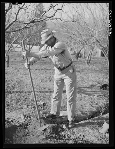 Farmer from Oklahoma who has bought land in Placer County through Federal Land Bank. He is cleaning out an irrigation ditch. California