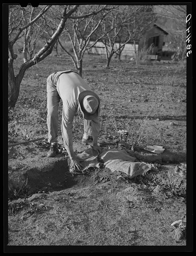 Farmer using sacking to bank irrigation ditch. Placer County, California. He is from Oklahoma