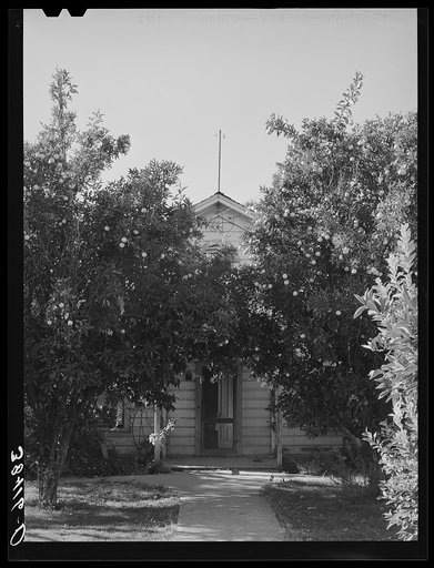 Orange trees in front yard of fruit farmer. Placer County, California. Oranges are not grown commercially
