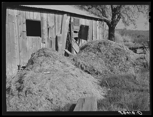 Manure and barn. Placer County, California