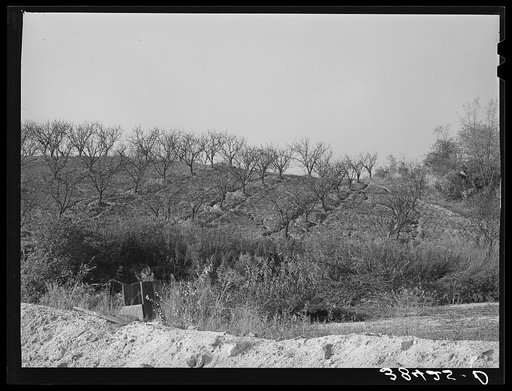 Erosion in the fruit orchards of Placer County, California