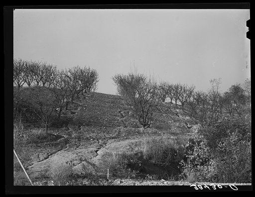 Erosion in the orchards. Placer County, California
