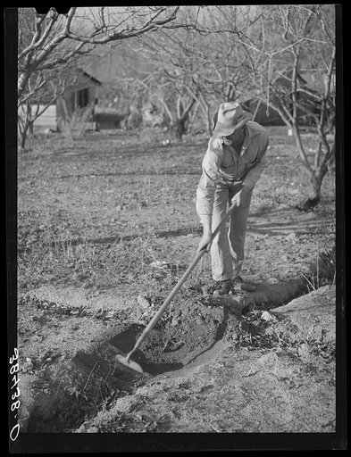 Fruit farmer clearing out irrigation ditch. Placer County, California.  Irrigated farming is a new thing to this man who migrated from Oklahoma and has now bought a farm through the Federal Land Bank. Fruit farmers in this section are fast losing their farms due to long indebtedness to Federal Land 