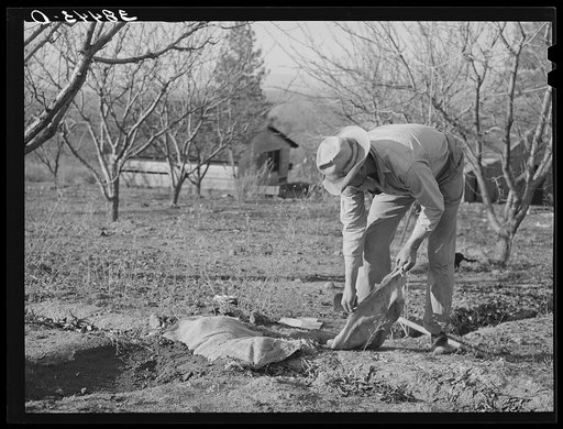 Farmer banking irrigation ditches with sacks. Placer County, California. See caption for 38438D
