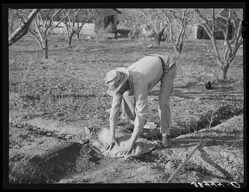 Farmer banking irrigation ditches with sacks. Placer County, California. See caption for 38438D