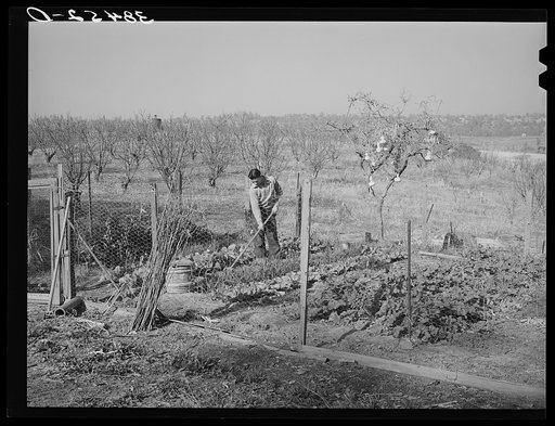 Garden and orchard of Chinese farmer. Placer County, California