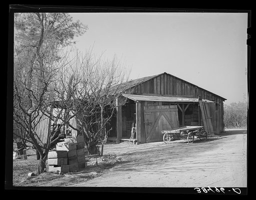 Barn and packing shed of fruit farmer. Placer County, California. Buildings grow shabby and neglected looking as incomes of these fruit specialists decline
