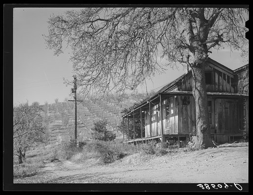 Untitled photo, possibly related to: Farm house with orchards in the background near Auburn, California. Farmers haven't had much money in this section to repair houses in the last ten years. They have raised a hard variety of pears which are no longer bought by the eastern markets since new refrige