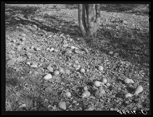 Pears rotting on the ground. Placer County, California. There was no market for these hard pears this year, nor has there been much of one for the last ten years. Better methods of refrigeration make it possible to ship a softer pear east and the war has closed the European markets