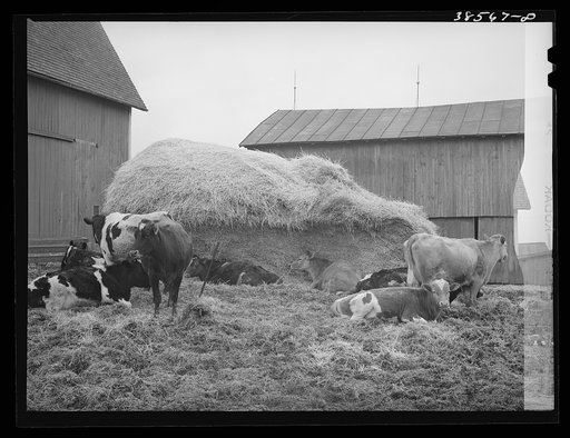 Untitled photo, possibly related to: Barnyard scene. Hancock County, Ohio