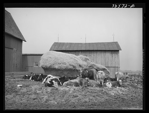 Untitled photo, possibly related to: Barnyard scene. Hancock County, Ohio
