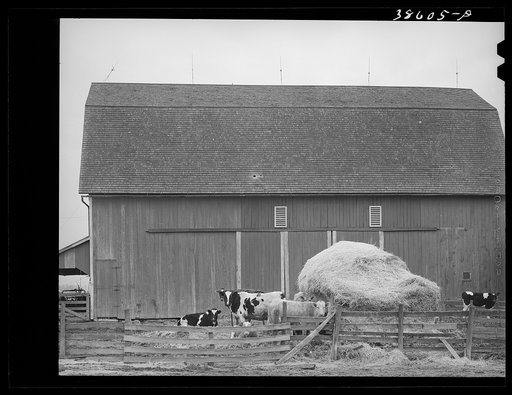 Untitled photo, possibly related to: Barnyard scene. Hancock County, Ohio