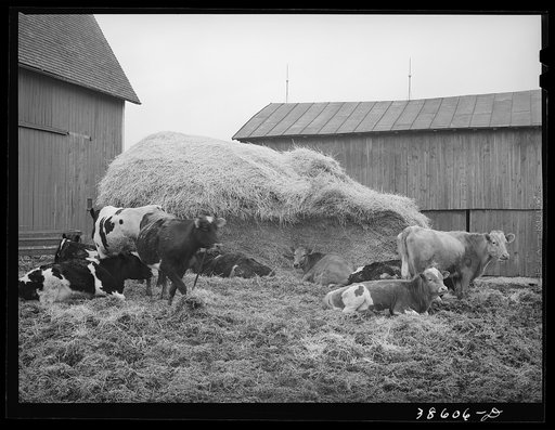 Untitled photo, possibly related to: Barnyard scene. Hancock County, Ohio