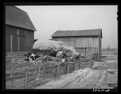 Barnyard scene. Hancock County, Ohio