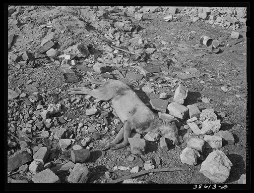 Dead dog in vacant lot in Negro district of Chicago, Illinois