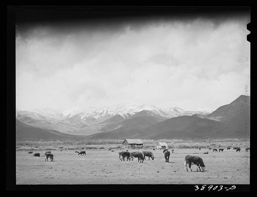 Cows in pasture, the snow-covered Uinta Mountains in the background. Heber, Utah