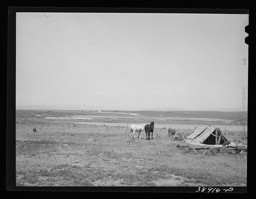 Character of farming land on Dead Ox Flat, part of the Vale-Owyhee irrigation project. Malheur County, Oregon