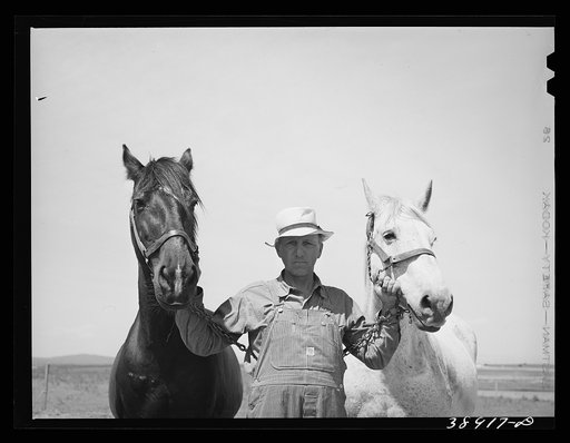 Untitled photo, possibly related to: Mr. Browning and his team. He is a FSA (Farm Security Administration) rehabilitation borrower. Dead Ox Flat, Malheur County, Oregon