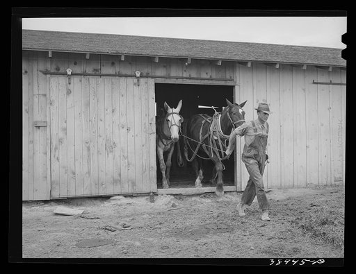 Ray Halstead, FSA (Farm Security Administration) rehabilitation borrower, leading his team out of the barn. Malheur County, Oregon