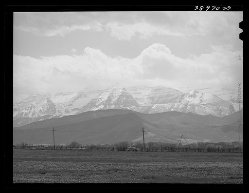 Snow-covered Uinta mountains in background, dandelions in spring pasture in foreground. Heber, Utah