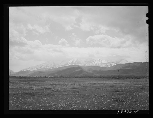 Snow-covered Uinta mountains in background, dandelions in spring pasture in foreground. Heber, Utah