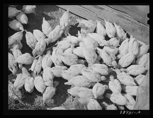 Chickens belonging to Mrs. Free,  FSA (Farm Security Administration) rehabilitation borrower. Dead Ox Flat, Malheur County, Oregon
