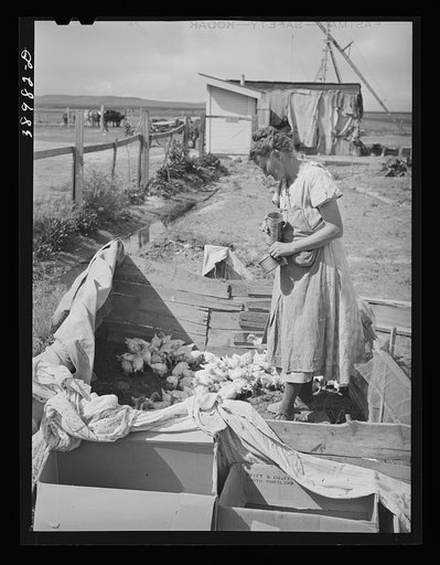 Mrs. Free with her chickens. She is wife of FSA (Farm Security Administration) rehabilitation borrower. Dead Ox Flat, Malheur County, Oregon