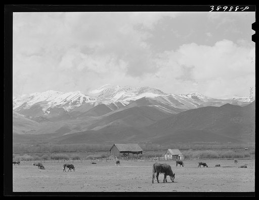 Pasture and snow-covered Uinta Mountains in the spring. Heber, Utah