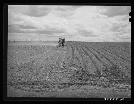 Harrowing an irrigated field at farm of Ray Halstead, FSA (Farm Security Administration) rehabilitation borrower at Dead Ox Flat, Malheur County, Oregon