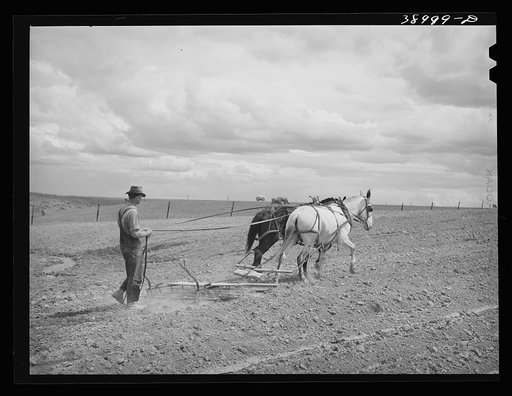 Ray Halstead, FSA (Farm Security Administration) rehabilitation borrower harrowing his irrigated field. Dead Ox Flat, Malheur County, Oregon