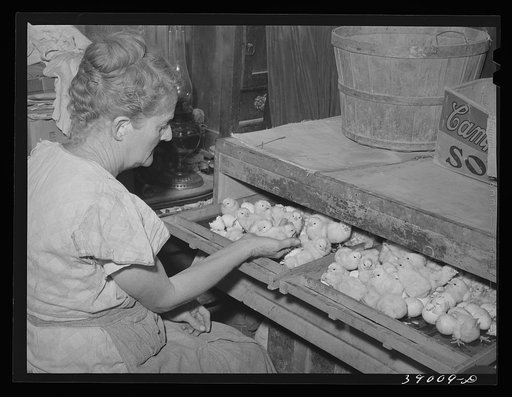 Mrs. Free, wife of FSA (Farm Security Administration) rehabilitation borrower, with incubator and baby chicks. Dead Ox Flat, Malheur County, Oregon