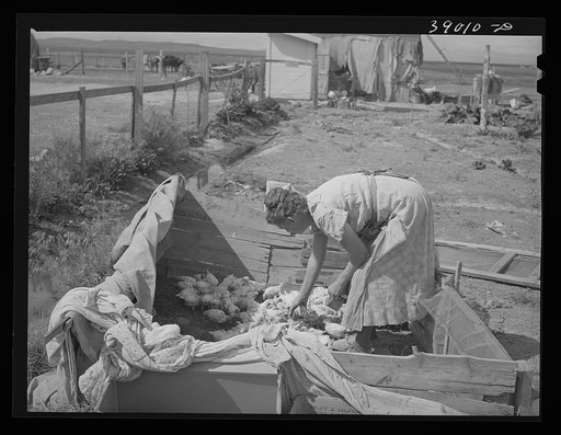 Untitled photo, possibly related to: Mrs. Free, wife of FSA (Farm Security Administration) rehabilitation borrower, with incubator and baby chicks, Dead Ox Flat, Malheur County, Oregon