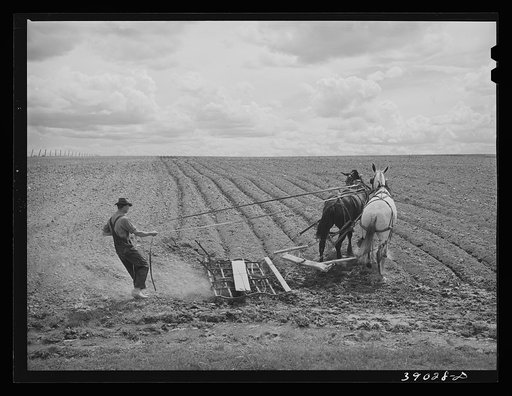 Ray Halstead making a turn while harrowing an irrigated field. He is a FSA (Farm Security Administration) rehabilitation borrower. Dead Ox Flat, Malheur County, Oregon