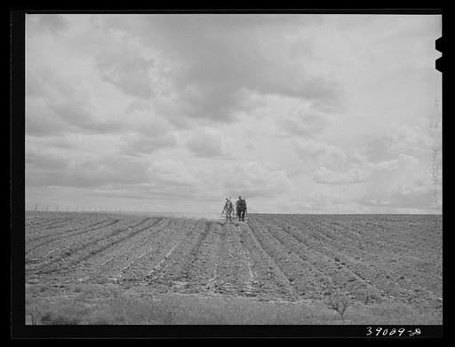 Ray Halstead making a turn while harrowing an irrigated field. He is a FSA (Farm Security Administration) rehabilitation borrower. Dead Ox Flat, Malheur County, Oregon
