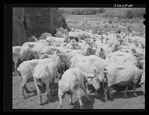 Freshly-shorn sheep on ranch in Malheur County, Oregon