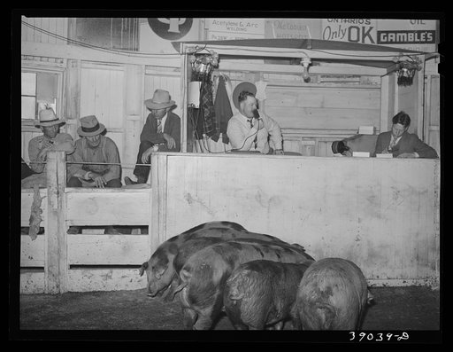 Hogs being auctioned. Ontario, Oregon