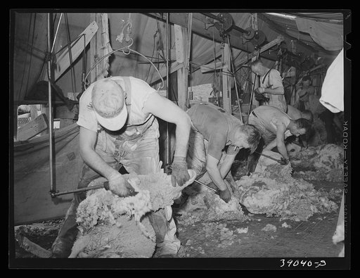 Sheep being shorn. Ranch in Malheur County, Oregon