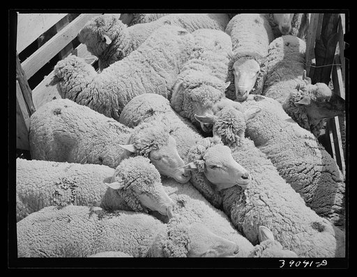 Sheep. Malheur County, Oregon