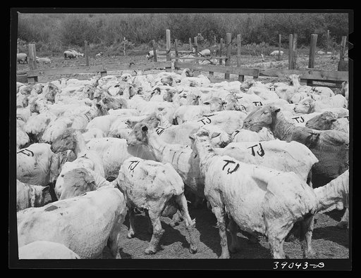 Freshly-shorn sheep on ranch in Malheur County, Oregon