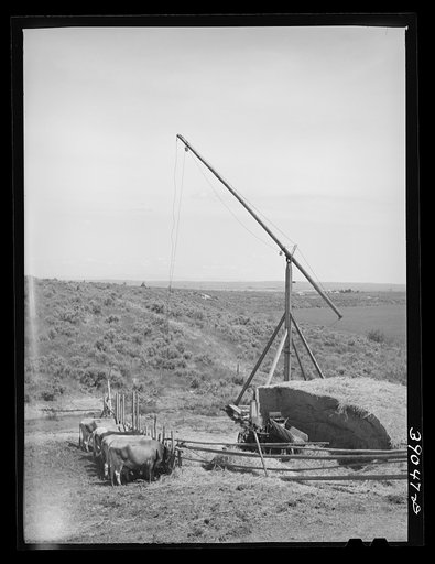 Untitled photo, possibly related to: Farm scene on farm of FSA (Farm Security Administration) rehabilitation borrower Nyssa Heights, Oregon, Malheur County. The first year that this land on the Owyhee irrigation project is farmed it is impossible to grow any crops except hay. The farmers in the begi