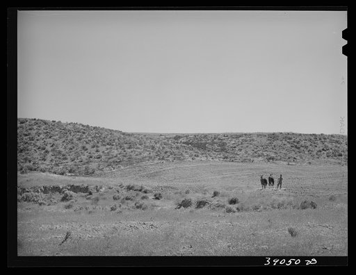 Untitled photo, possibly related to: Ray Halstead making a turn while harrowing an irrigated field. He is a FSA (Farm Security Administration) rehabilitation borrower. Dead Ox Flat, Malheur County, Oregon