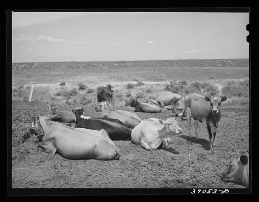 Cattle belonging to farmer on Nyssa Heights, Malheur County, Oregon. As the Vale-Owyhee irrigation project grows older, the dairy and beef herds are both assuming greater emphasis in farm economy