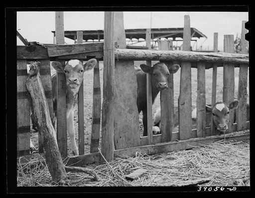 Calves on farm of FSA (Farm Security Administration) rehabilitation borrower. Vale-Owyhee irrigation project. Malheur County, Oregon