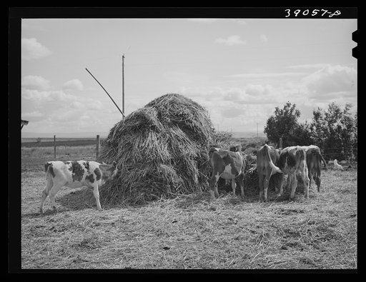 Cattle on farm of FSA (Farm Security Administration) rehabilitation borrower. Vale-Owyhee irrigation project, Malheur County, Oregon