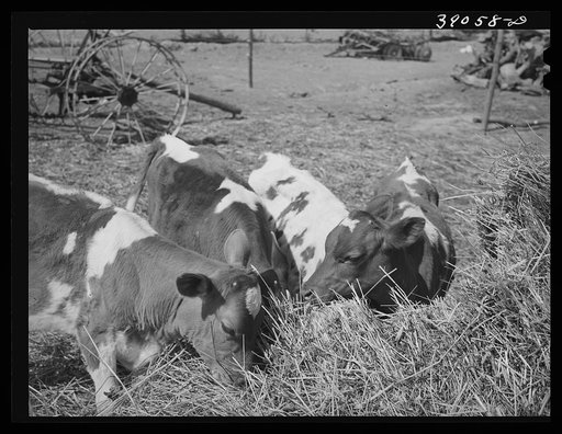 Untitled photo, possibly related to: Cattle on farm of FSA (Farm Security Administration) rehabilitation borrower. Vale-Owyhee irrigation project, Malheur County, Oregon