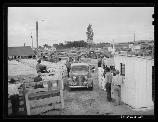 Lineup of cars with trailers waiting for their times to list stock for sale at the auction. Ontario, Oregon