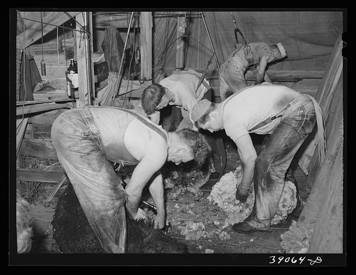 Shearing sheep on ranch. In 1937, Oregon produced more that 17,000,000 pounds of wool, the average weight per fleece being about eight and a quarter pounds