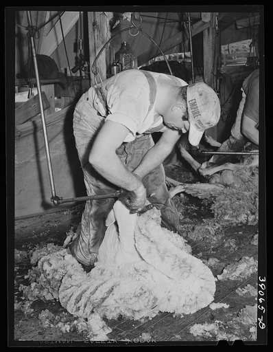 Shearing sheep on ranch in Malheur County, Oregon