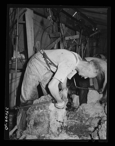 Shearing sheep on ranch in Malheur County, Oregon