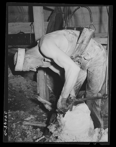 Shearing sheep on ranch in Malheur County, Oregon